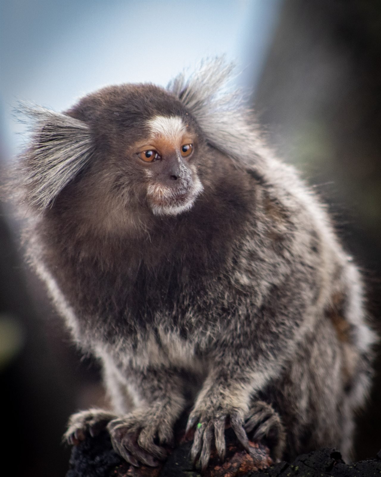 Pequeño primate con cresta de pelo blanco alrededor de la cara, posado sobre una rama.