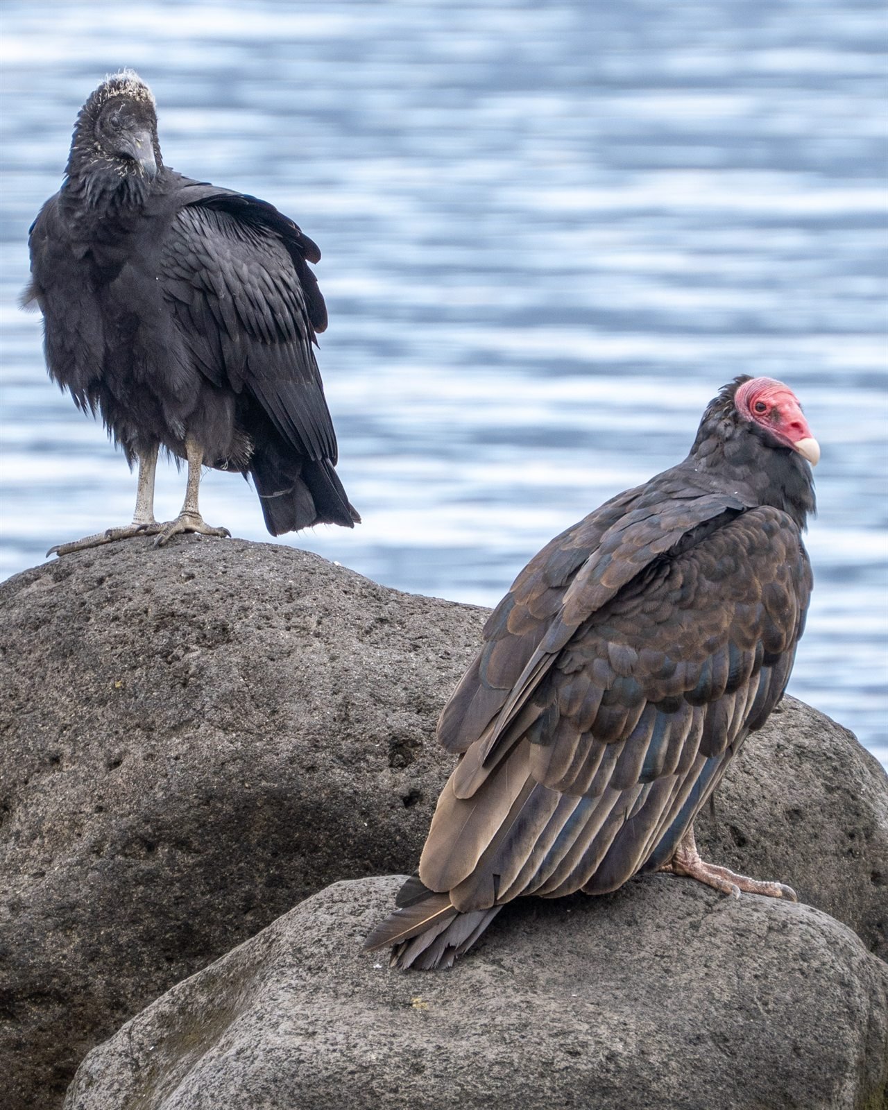 Dos aves rapaces oscuras reposan sobre rocas junto al agua.